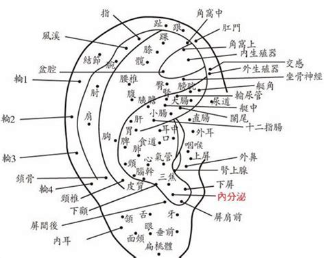 耳朵有痣的女人|面相：耳朵有痣算命圖解，全位置對照，看看你是哪一。